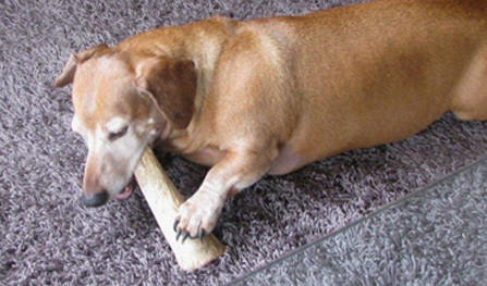 Antler Chewz Inc.